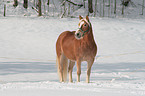 Haflinger in snow