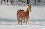 Haflinger in snow