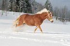 running Haflinger