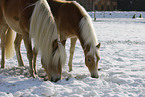 Haflinger in winter