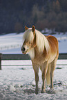 Haflinger in winter