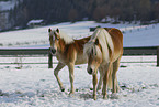 Haflinger in winter