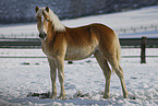 Haflinger in winter