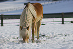 Haflinger in winter