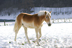 Haflinger in winter