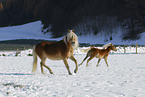 Haflinger in winter