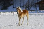 Haflinger in winter