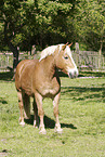 horse on meadow