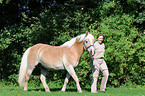 woman with Haflinger