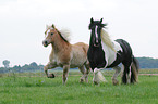 Haflinger & Irish Tinker