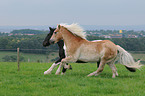 running horse