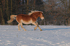 running Haflinger