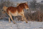 running Haflinger