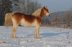 Haflinger