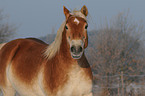 Haflinger Portrait