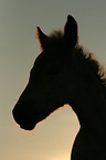 Haflinger Portrait