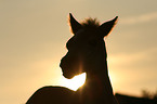 Haflinger Portrait