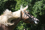 Haflinger Portrait