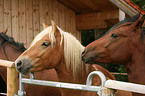 horses