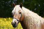 haflinger horse