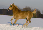 galloping Haflinger horse