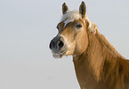 Haflinger horse portrait