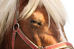 Haflinger Portrait