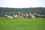 galloping Haflinger