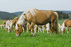 Haflinger