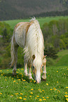 Haflinger