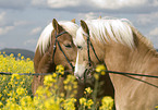Haflinger horse