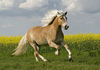 Haflinger horse