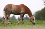 haflinger horse