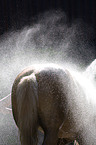 showering a Haflinger horse