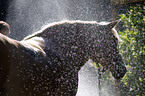 showering a Haflinger horse