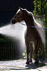 showering a Haflinger horse