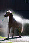 showering a Haflinger horse