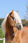 haflinger stallion portrait