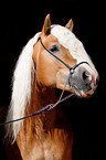 haflinger stallion portrait