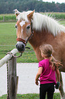 girl with haflinger horse