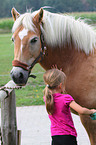 girl with haflinger horse