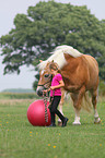 girl with haflinger horse