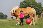 girl with haflinger horse