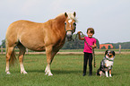 girl with haflinger horse