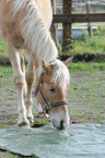 haflinger horse