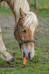 haflinger horse