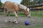 haflinger horse