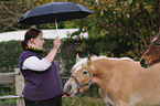 woman with haflinger horse