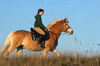woman rides haflinger horse