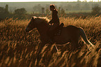 woman rides haflinger horse in sunset light